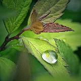 Rain Droplet_25543-4